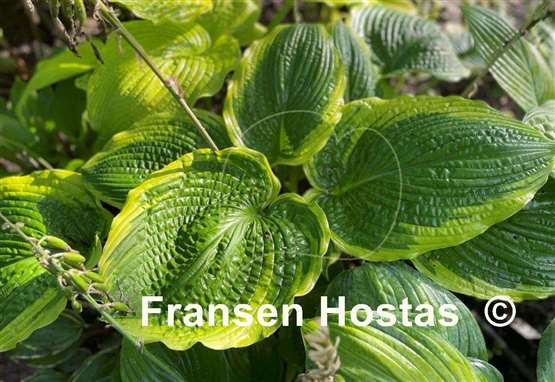 Hosta Sacramento